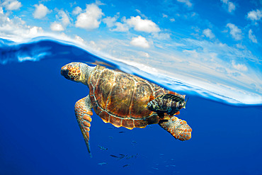 Loggerhead sea turtle (Caretta caretta).Tenerife, Canary Islands.