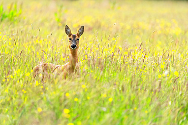 Roe deer (Capreolus capreolus) standing in a meadow, England