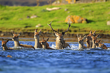 A herd of Red Deer;Cervus elaphus) leaving an island and swimming in the sea. Island of Jura, Scotland