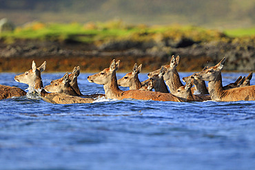 A herd of Red Deer;Cervus elaphus) leaving an island and swimming in the sea. Island of Jura, Scotland