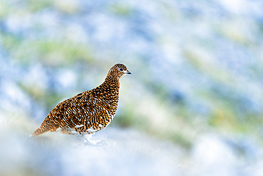 Rock ptarmigan;Lagopus muta) on a rock at the top of a mountain, Alps, Austria.