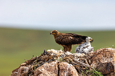 Steppe Eagle;Aquila nipalensis), nesting with 2 chicks,;only one visible), Steppe, Eastern Mongolia, Mongolia, Asia