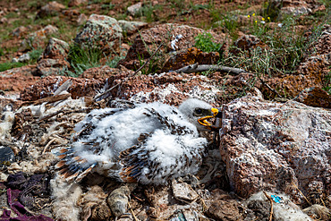 Steppe Eagle;Aquila nipalensis), nest on the ground with 2 chicks, Steppe, Eastern Mongolia, Mongolia, Asia