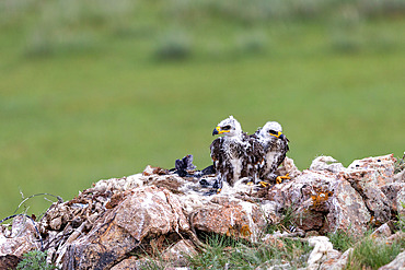 Steppe Eagle;Aquila nipalensis), nest on the ground with 2 chicks, Steppe, Eastern Mongolia, Mongolia, Asia