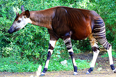 Okapi;Okapia johnstoni) in captivity, Germany