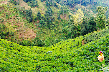 Forest and tea plantation, on the slopes of the Himalayas , Destruction of the forest, a woman harvests tea leaves, rural municipality of Maijogmai in Ilam, Nayabazar, Nepal