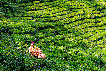 Forest and tea plantation, on the slopes of the Himalayas , Destruction of the forest, a woman harvests tea leaves, rural municipality of Maijogmai in Ilam, Nayabazar, Nepal