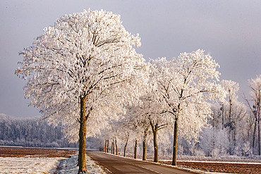 frosted trees in the mist, entrance to the village of Heiligenstein, Bas-Rhin, Alsace, France