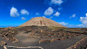 Vineyard between Soo and Playa Blanca, semi-circular stone wall, Lanzarote, Canary Islands, Spain