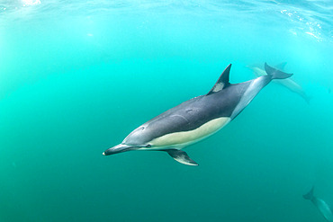 Common dolphin on the hunt in the indian ocean - south africa - off the coast of port saint johns