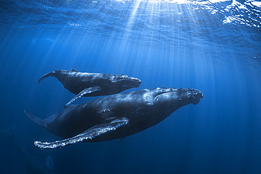 Humpback whale;Megaptera novaeangliae), mother, calf and escort group criss-crossing the translucent blue waters of Reunion Island.