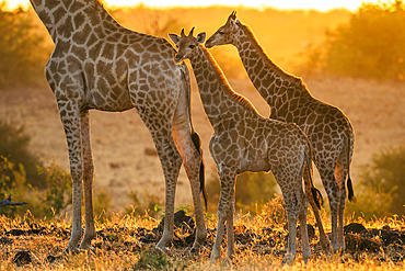 South African giraffe or Cape giraffe;Giraffa giraffa) or;Giraffa camelopardalis giraffa). Mashatu Game Reserve. Northern Tuli Game Reserve. Botswana.