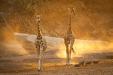 South African giraffe or Cape giraffe;Giraffa giraffa) or;Giraffa camelopardalis giraffa). Mashatu Game Reserve. Northern Tuli Game Reserve. Botswana.