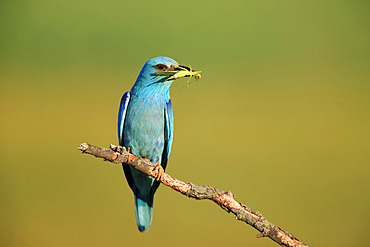 Adult European roller;Coracias garrulus) on a perch with a grasshopper in its beak