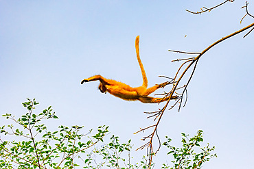 Golden langur, or Gee's semnopithecus;Trachypithecus geei), jumping from a tree, Manas National Park, Assam, India