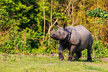 Indian Rhinoceros;Rhinoceros unicornis), on the plain, Manas National Park, Assam, India