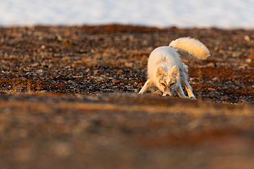 Polar fox;Vulpes lagopus), white form in full moult evolving in its Varanger tundra biotope, Norway.