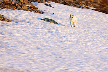 Polar fox;Vulpes lagopus), white form in full moult evolving in its Varanger tundra biotope, Norway.