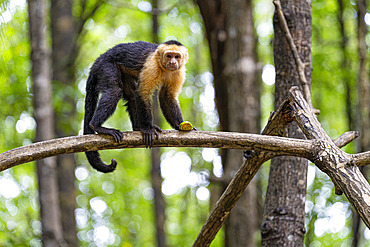 Panamian White-faced Capuchin;Cebus imitator) on a branch, Jaco, Costa Rica.