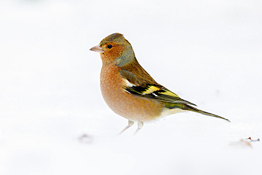 Common Chaffinch;Fringilla coelebs), side view of an adult male in winter plumage standing on the snow, Campania, Italy