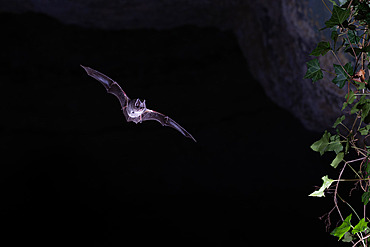 Western Barbastelle;Barbastella barbastellus) in flight emerging from a cave in Calvados, Normandy. France