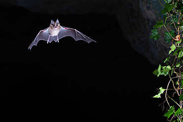 Greater Horseshoe Bat;Rhinolophus ferrumequinum) in flight emerging from a cave in Calvados, Normandy. France