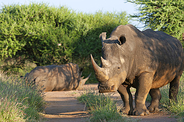 White rhinoceros or square-lipped rhinoceros;Ceratotherium simum). One of five species of rhino that still exist. It has a wide mouth used for grazing and is the most social of all rhino. Madikwe Game Reserve. North West Province. South Africa