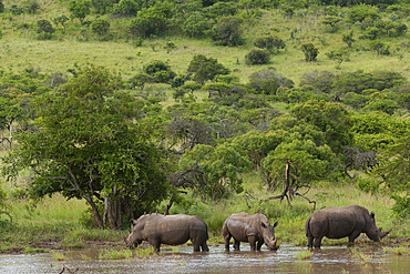 White rhinoceros;rhino) or square-lipped rhinoceros;Ceratotherium simum) at a waterhole. Phinda / Munyawana / Zuka Game Reserve. KwaZulu Natal. South Africa