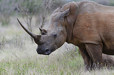 White rhinoceros;rhino) or square-lipped rhinoceros;Ceratotherium simum). Phinda / Munyawana / Zuka Game Reserve. KwaZulu Natal. South Africa