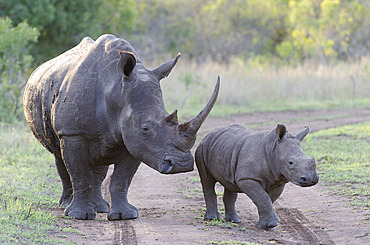 White rhinoceros;rhino) or square-lipped rhinoceros;Ceratotherium simum). Phinda / Munyawana / Zuka Game Reserve. KwaZulu Natal. South Africa