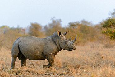 White rhinoceros or square-lipped rhinoceros or rhino;Ceratotherium simum). Limpopo Province. South Africa