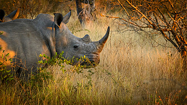 White rhinoceros or square-lipped rhinoceros or rhino;Ceratotherium simum). Kruger National Park. Mpumalanga. South Africa.