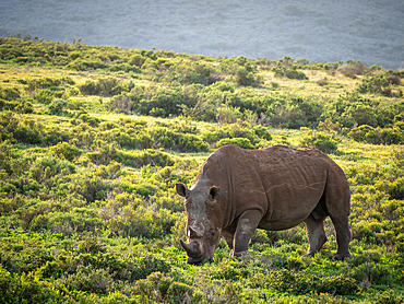 White rhinoceros or square-lipped rhinoceros or rhino;Ceratotherium simum). Eastern Cape. South Africa