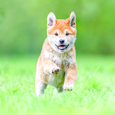 Shiba Inu, puppy running in the grass, France