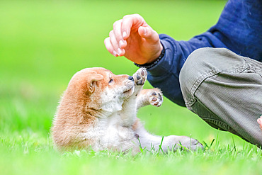 Shiba Inu, caregiver playing with a puppy in a meadow, France