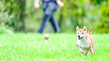 Shiba Inu, female running after a ball thrown by a carer in a meadow, France