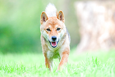 Shiba Inu, female walking in a meadow, France