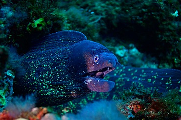 Mediterranean moray eel;Muraena helena), Tossa de Mar, Costa Brava, Spain