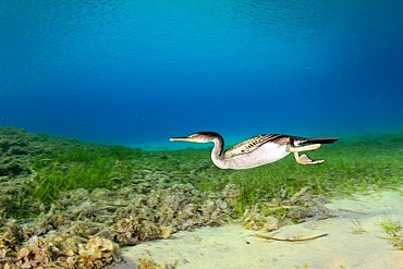 Mediterranean Shag;Gulosus aristotelis desmarestii) underwater hunting, Menorca, Balearic Islands