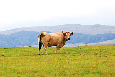 Aubrac breed cow in autumn, Lozere, France