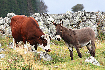 Cow and domestic donkey in tall grass, Lozere, France