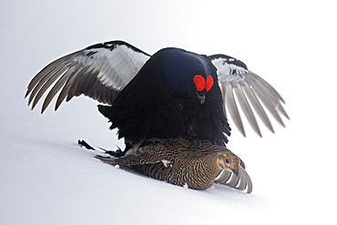 Black Grouse;Lyrurus tetrix) mating on snow in the Vaud Pre-Alps, Switzerland.