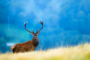 Red Deer;Cervus elaphus) male standing in the grass, Alps, Austria.