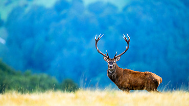 Red Deer;Cervus elaphus) male standing in the grass, Alps, Austria.