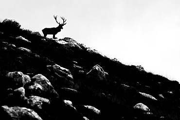 Red Deer;Cervus elaphus) standing on the rock, Alps, Austria.