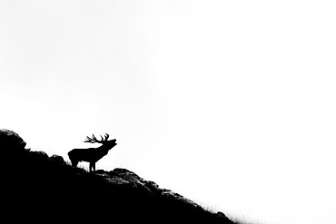 Red Deer;Cervus elaphus) standing on the rock, Alps, Austria.