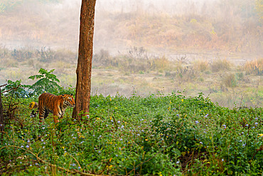 Bengal tiger;Panthera tigris tigris), hunting near by the water, Jim Corbett National Park, Uttarakhand, India, Asia