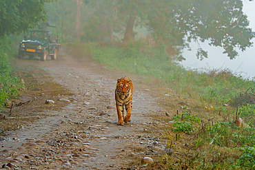 Bengal tiger;Panthera tigris tigris), walking on a track, Jim Corbett National Park, Uttarakhand, India, Asia