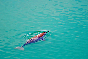 Blue waters of the Karnali river with a Ganges river dolphin;Platanista gangetica) coming to breathe at the surface., Bardia or Bardiya National Park, Terai region, Nepal