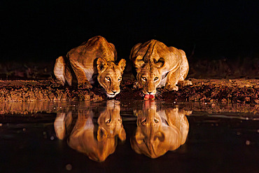 Lioness;Panthera leo) drinking from a waterhole by night, Shompole wilderness, Shompole Community, Kenya, East Africa, Africa